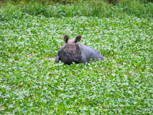 National park tour in Nepal