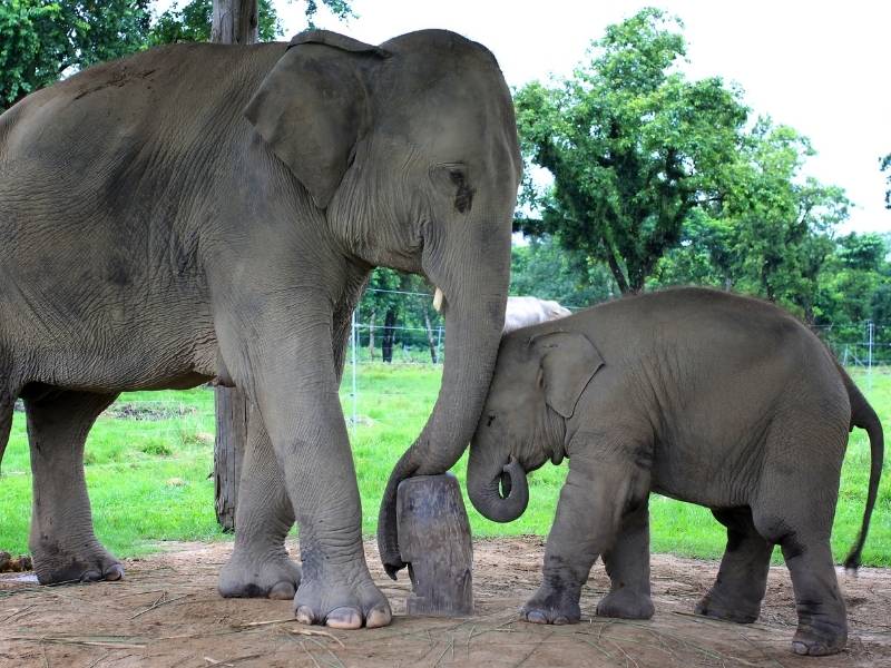Elephant Breeding Center Chitwan